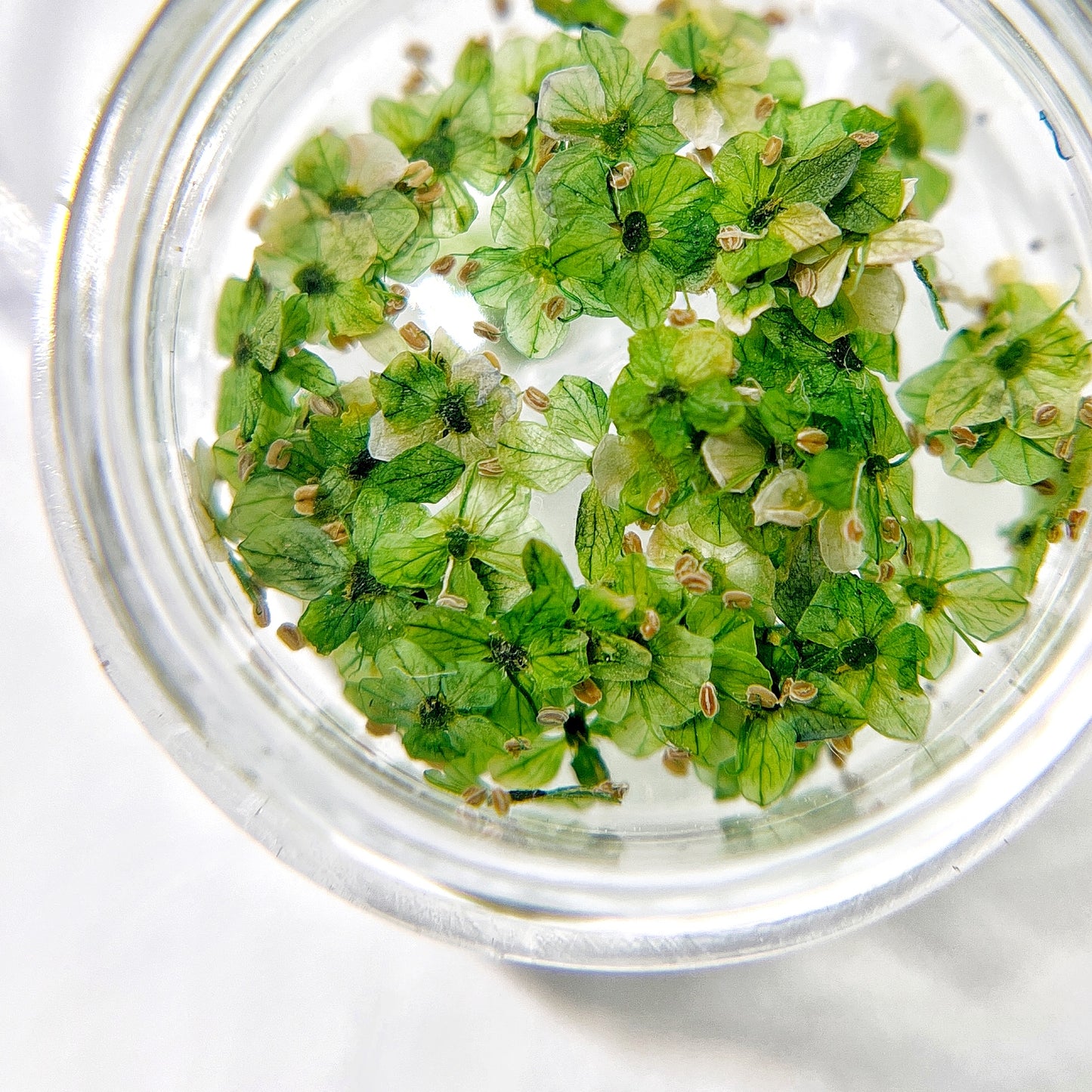 Petite Bloom in Emerald - Multi-Tonal Green Pressed Flower Mix in Jar, Presented on White Background.