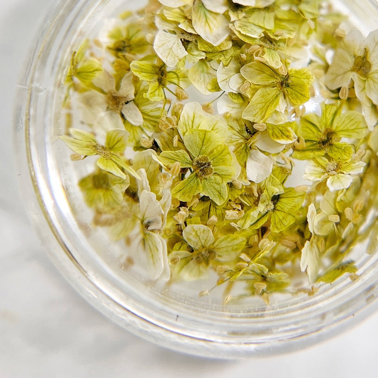 Petite Bloom in Chartreuse - Multi-Tonal Pale Green Pressed Flower Mix in Jar, Presented on White Background.