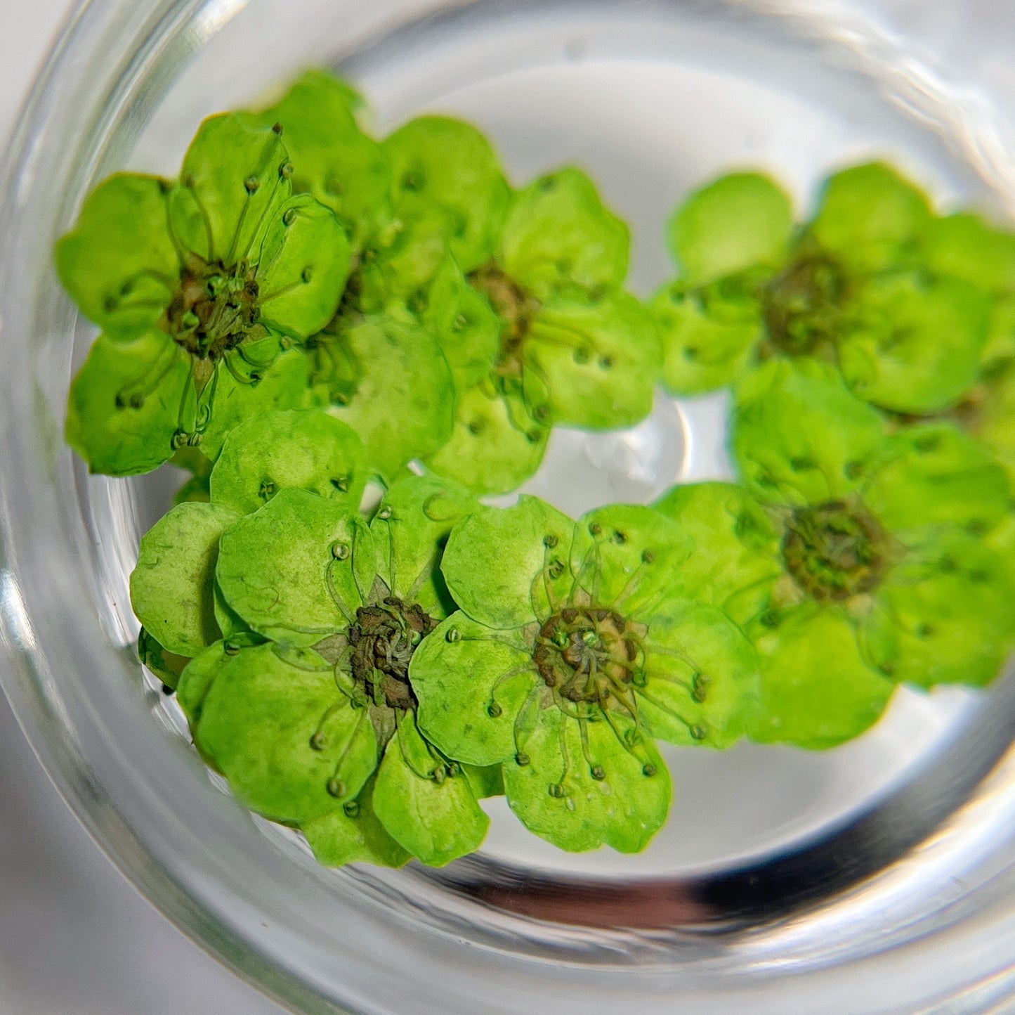 Pressed flower blossom in clear jar on white background.