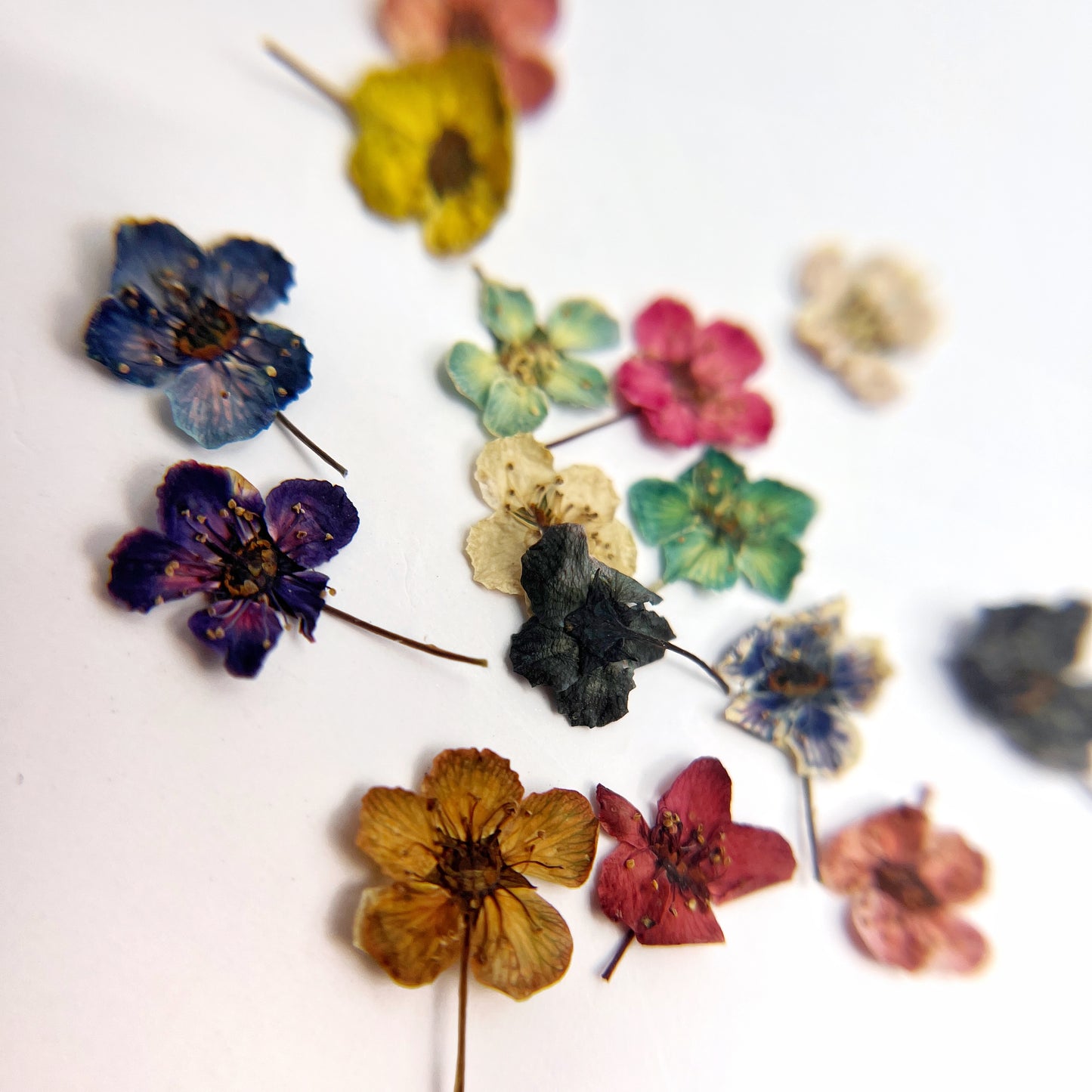 Multicolor dried flowers scattered on white background.