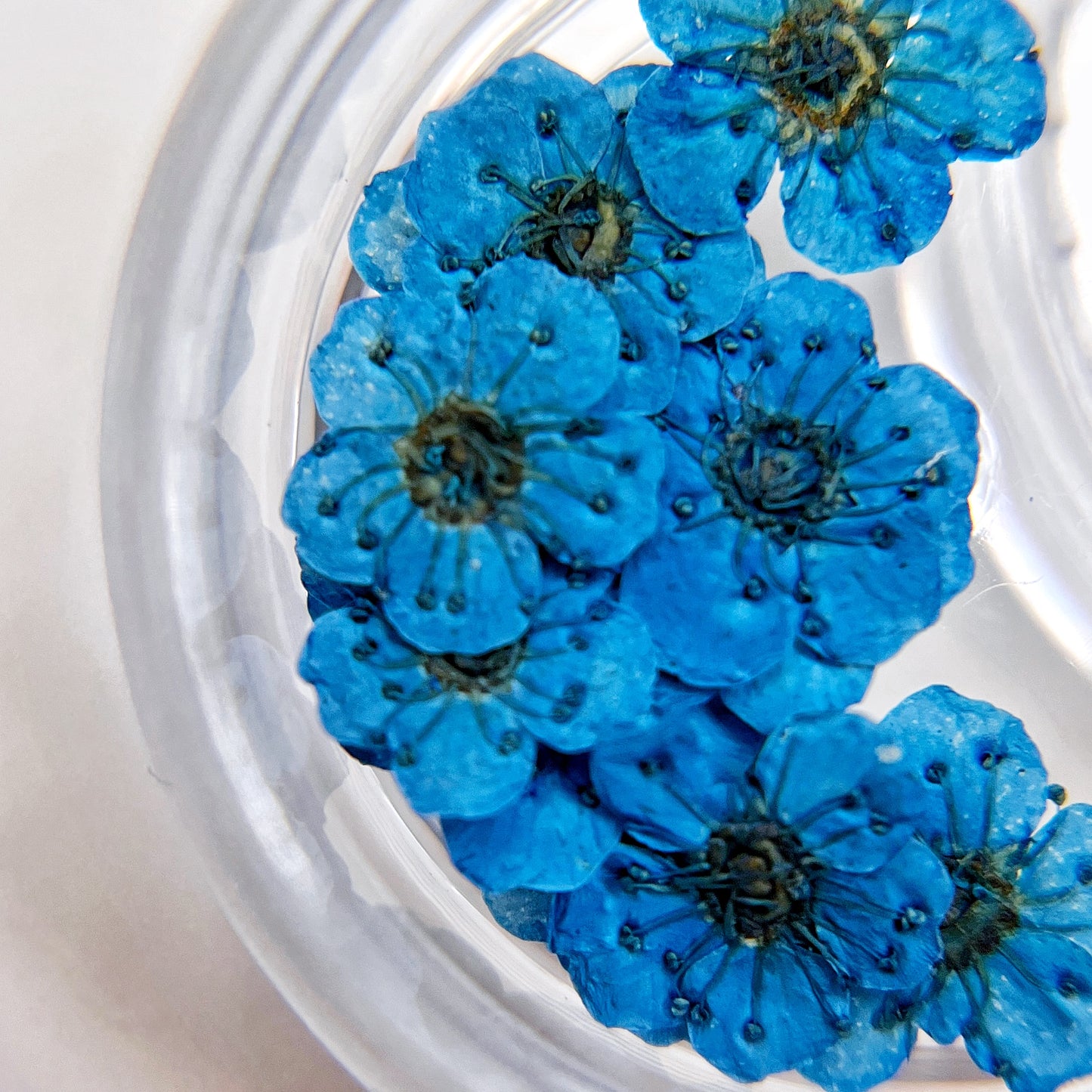 Pressed flower blossom in clear jar on white background.