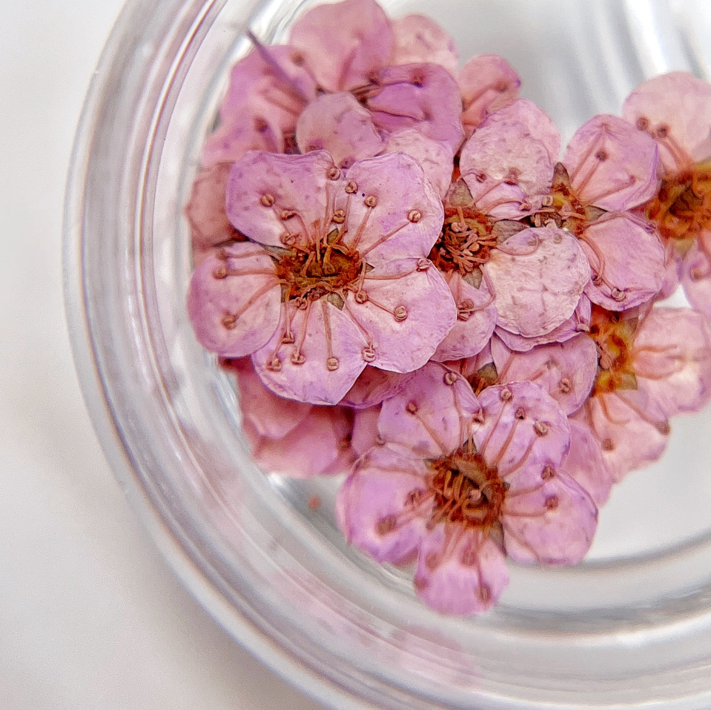 Pressed flower blossom in clear jar on white background.