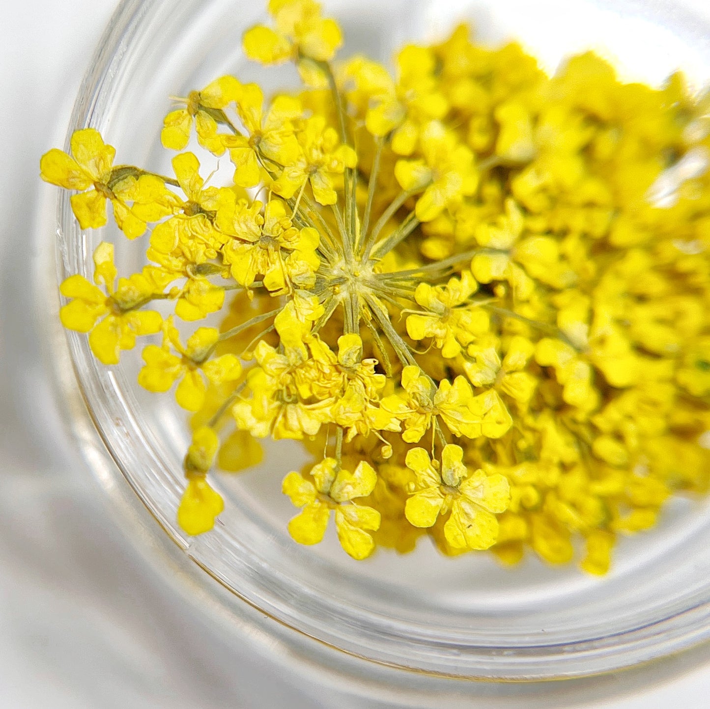 Yellow flowers in a clear glass container on a white background