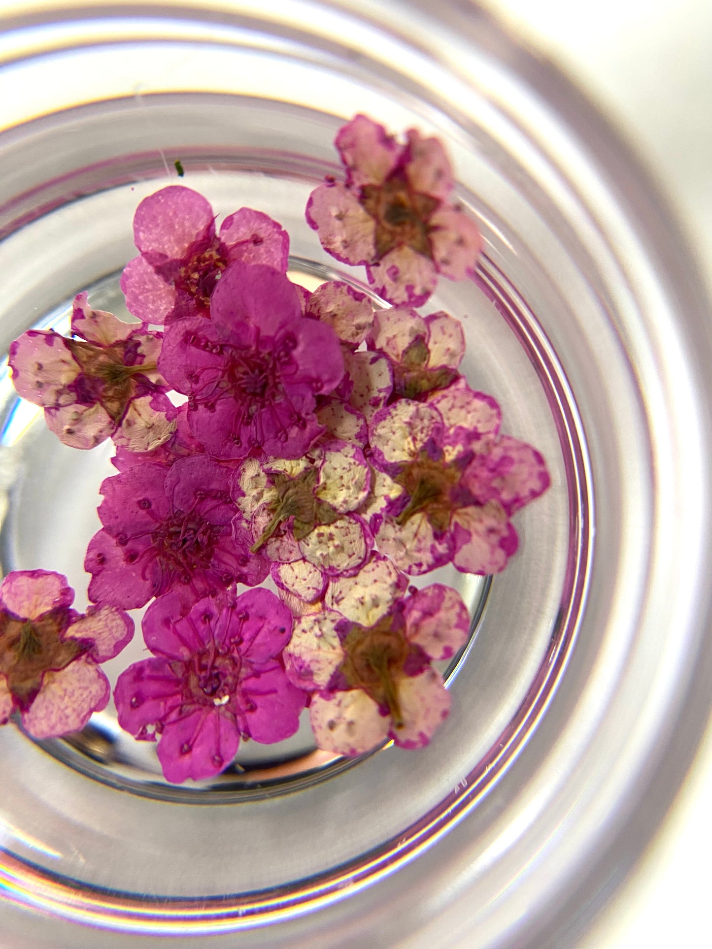 Pink flowers inside a clear container with a reflective surface.