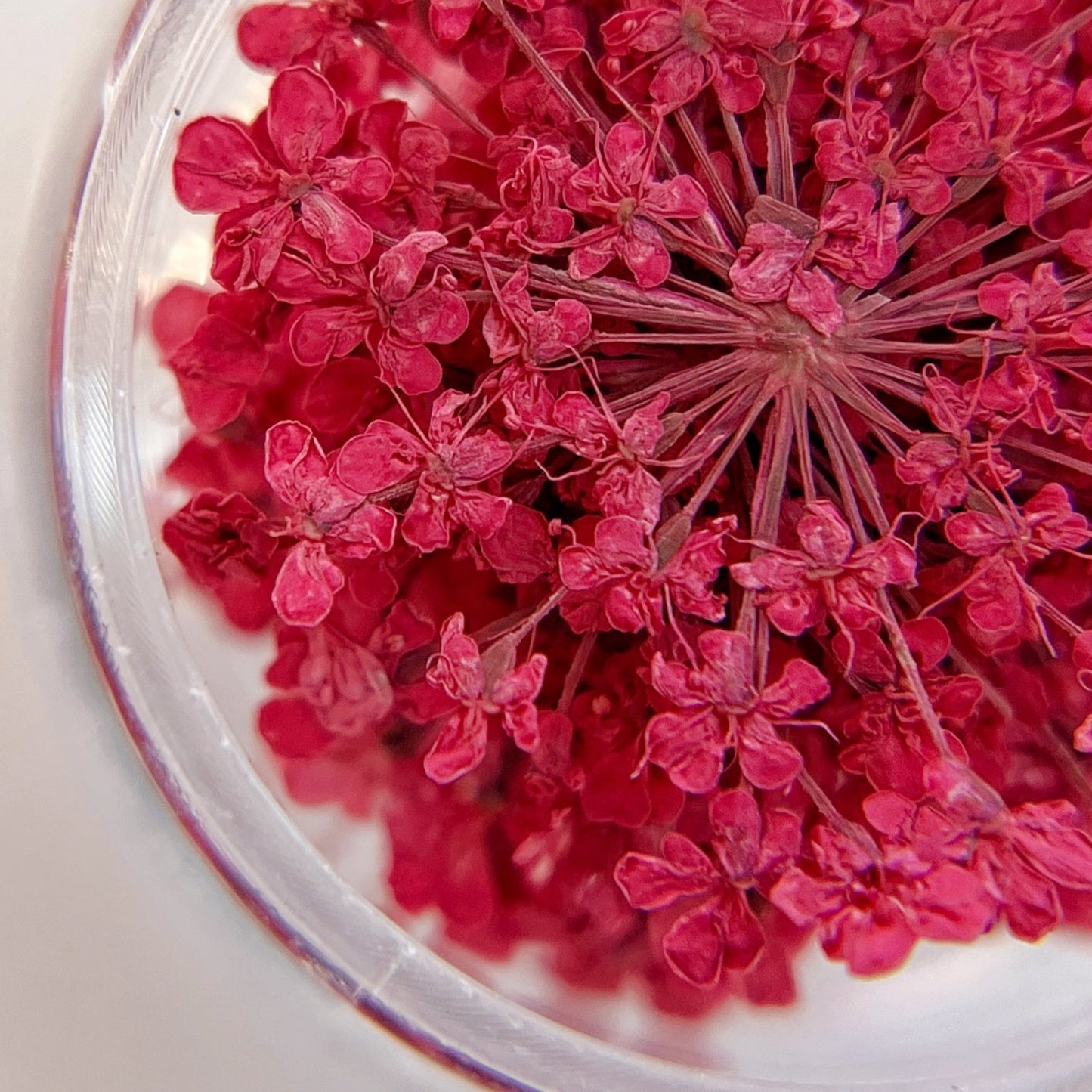 Detail view of pressed flower clusters in clear jar on white background.