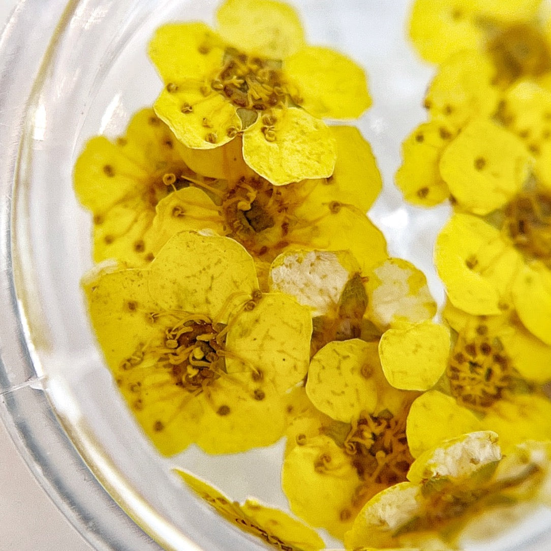 Pressed flower blossom in clear jar on white background.