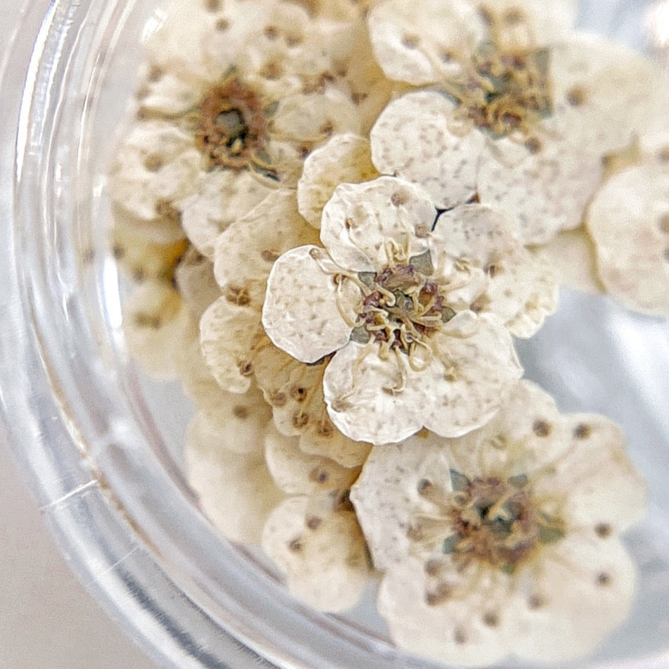 Pressed flower blossom in clear jar on white background.