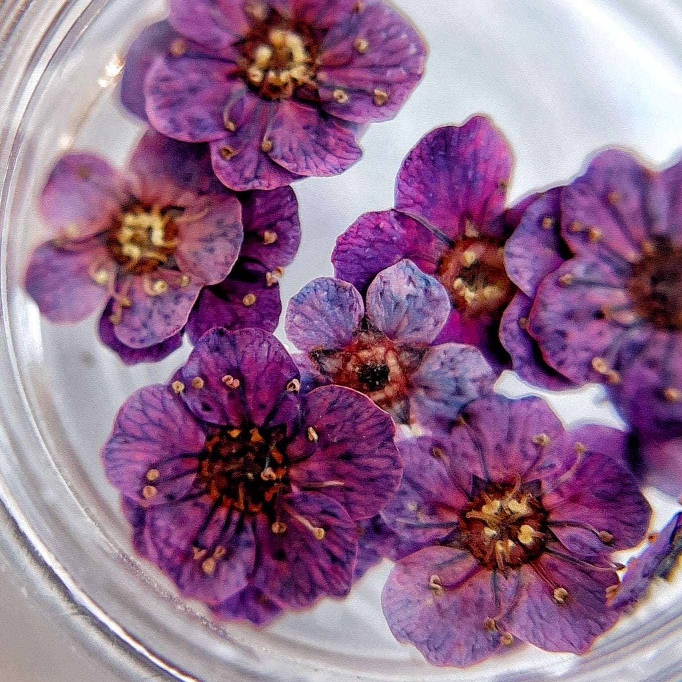 Pressed flower blossom in clear jar on white background.