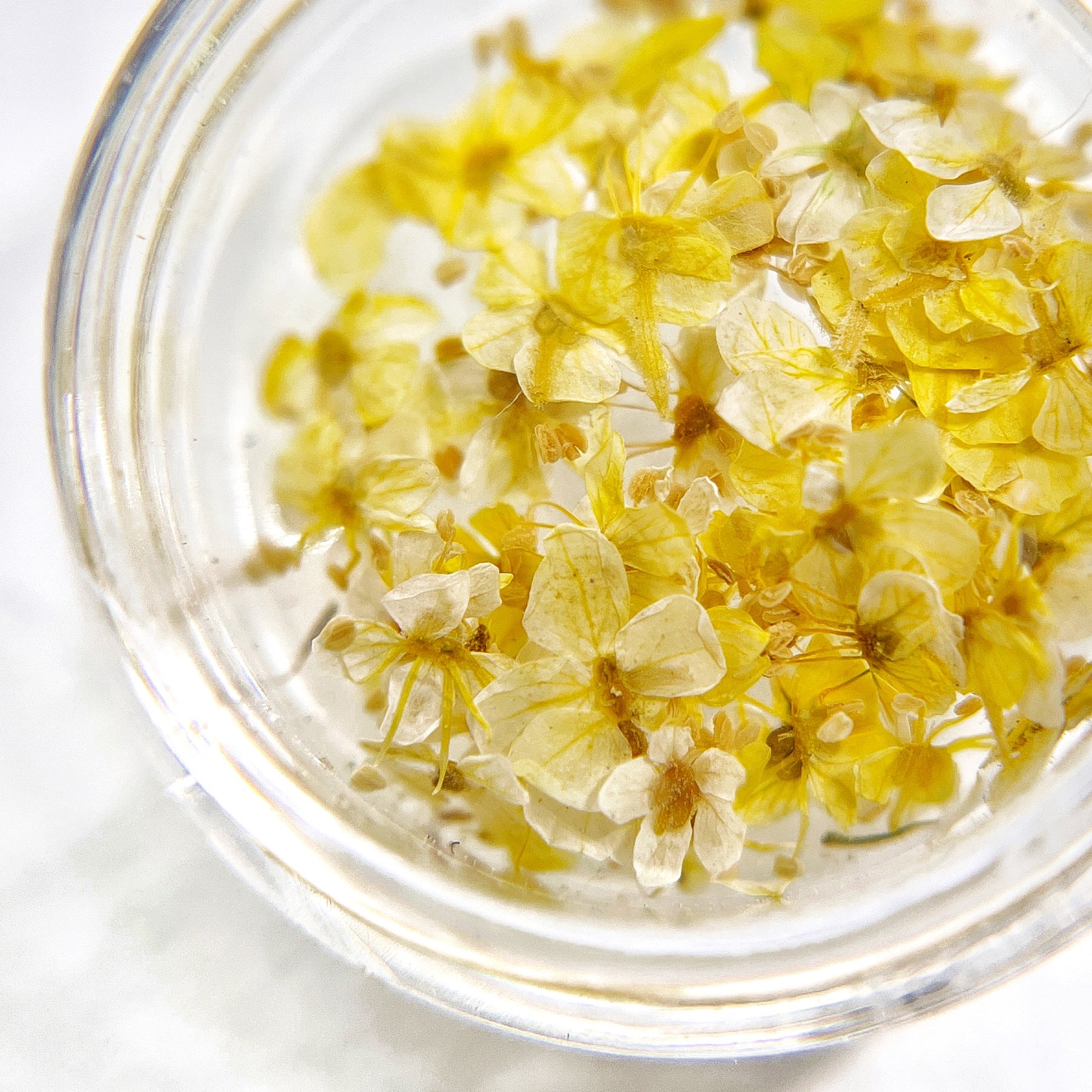 Close up of small flowers in transparent jar on light background