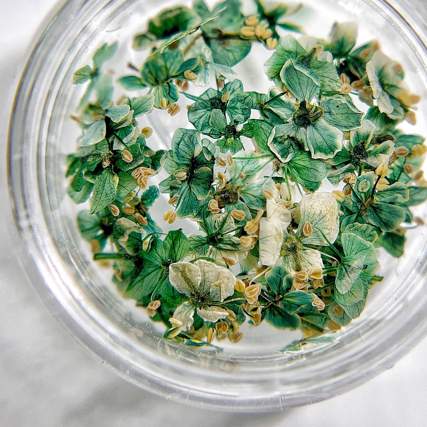 Close-up of small green flowers in transparent jar on light background