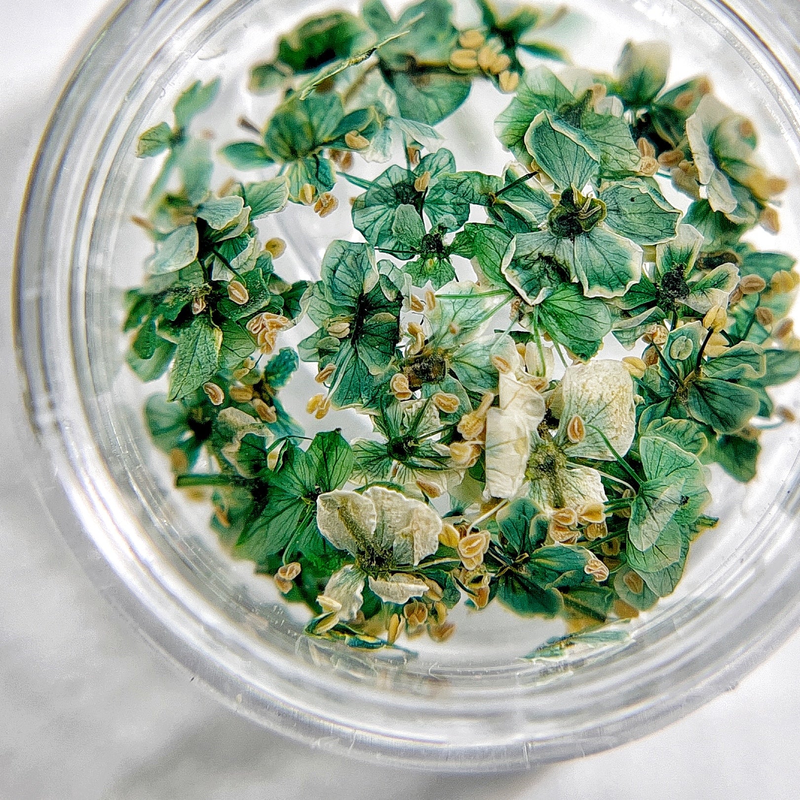 Close-up of small green flowers in transparent jar on light background