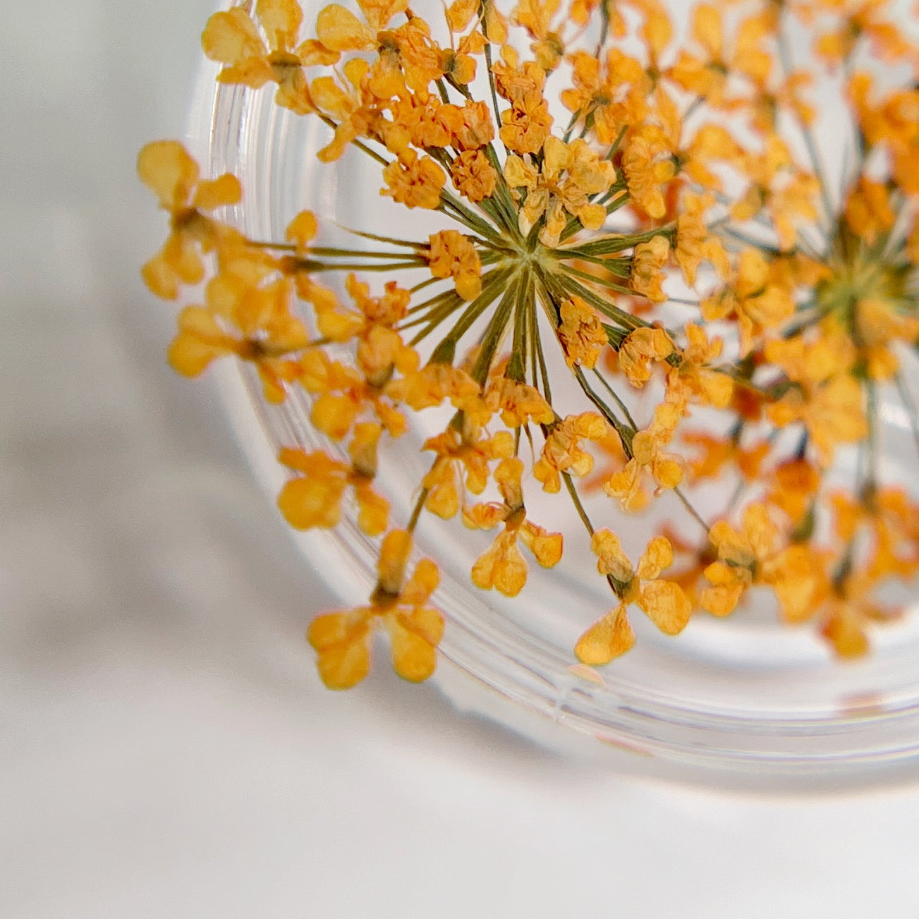 Close-up of a peach flower with a clear glass lid on a blurred background