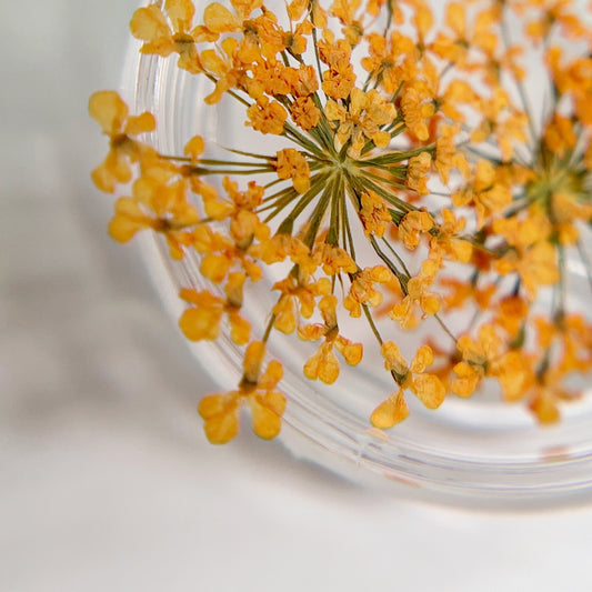 Close-up of a peach flower with a clear glass lid on a blurred background