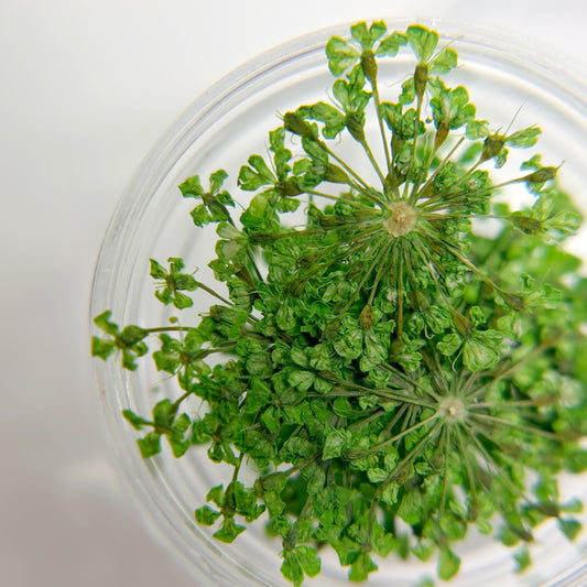 Close-up of green dried flowers in transparent jar on a white background