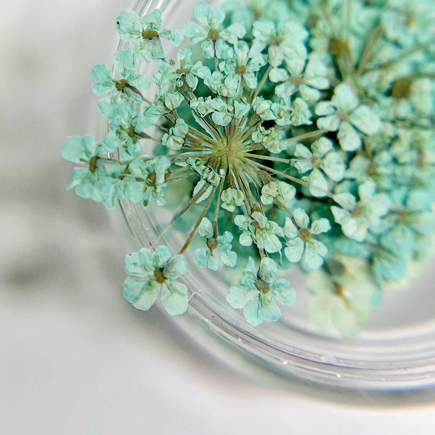 Close-up of a light blue flower with a blurred background