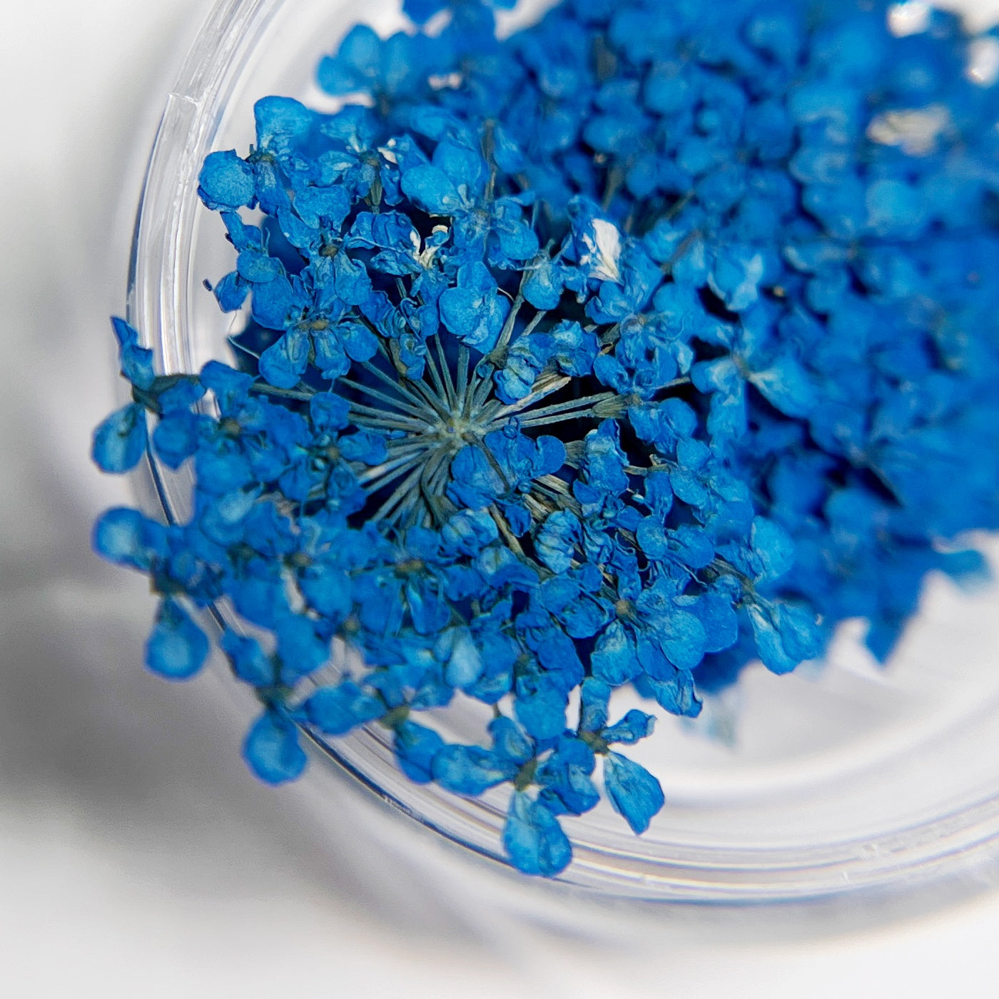 Close-up of blue flowers in a clear container on a light background
