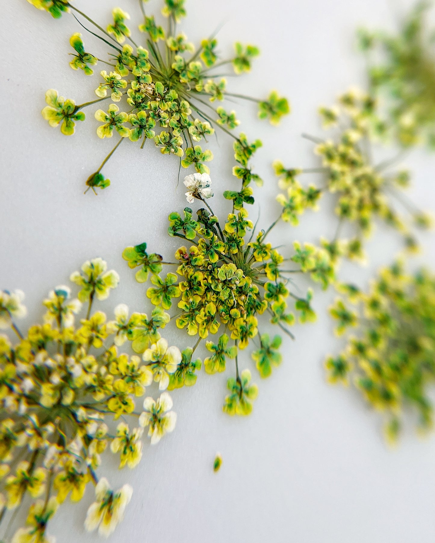Close up of green flowers on white background