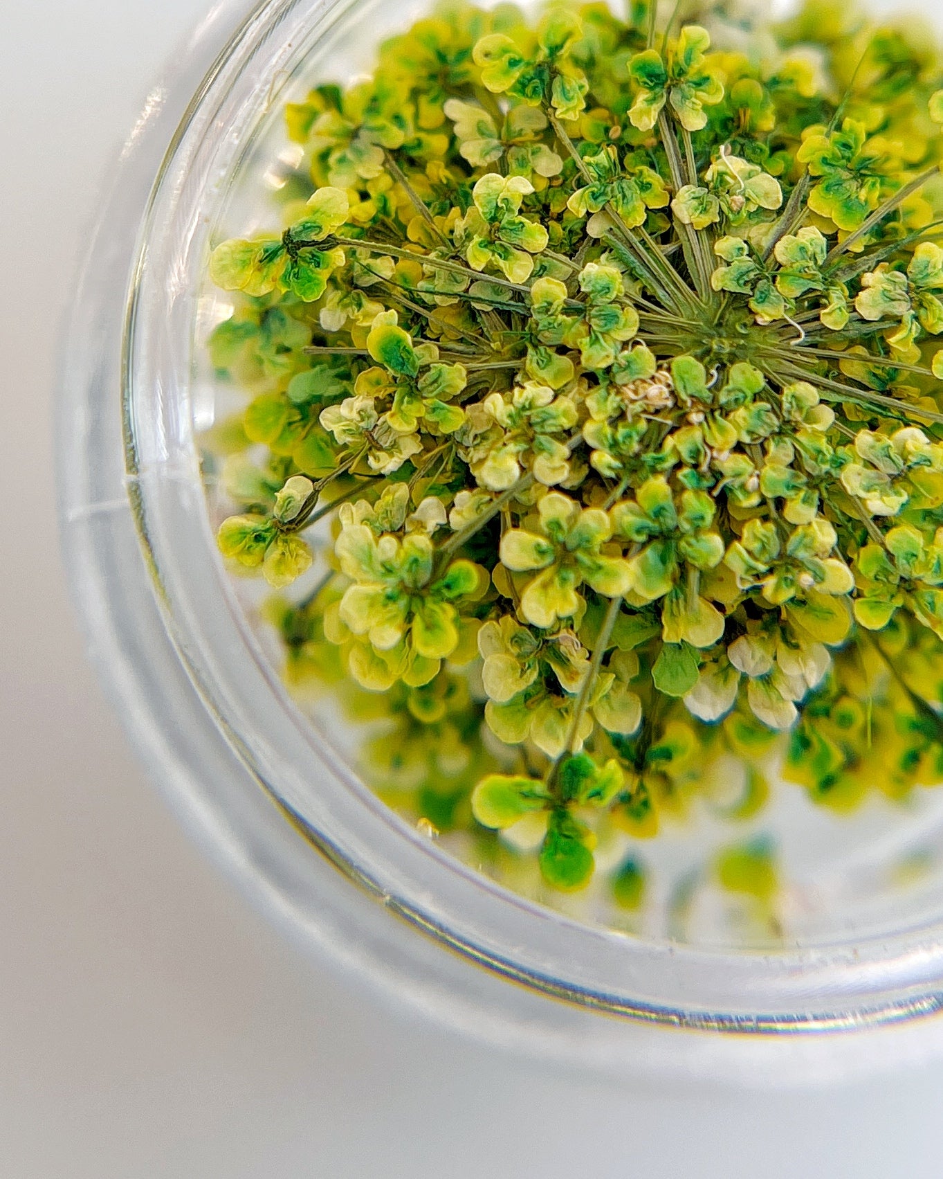 Close-up of green plants under a glass lid on a white background