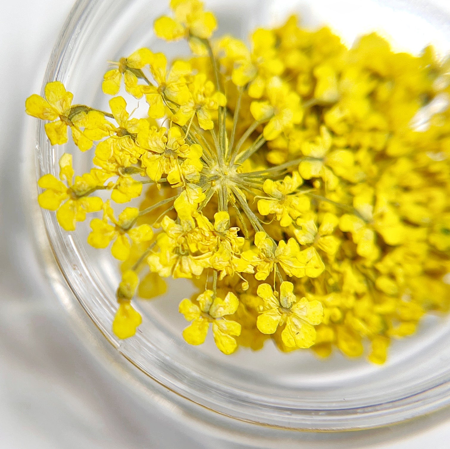 Yellow flowers in a clear glass container on a white background