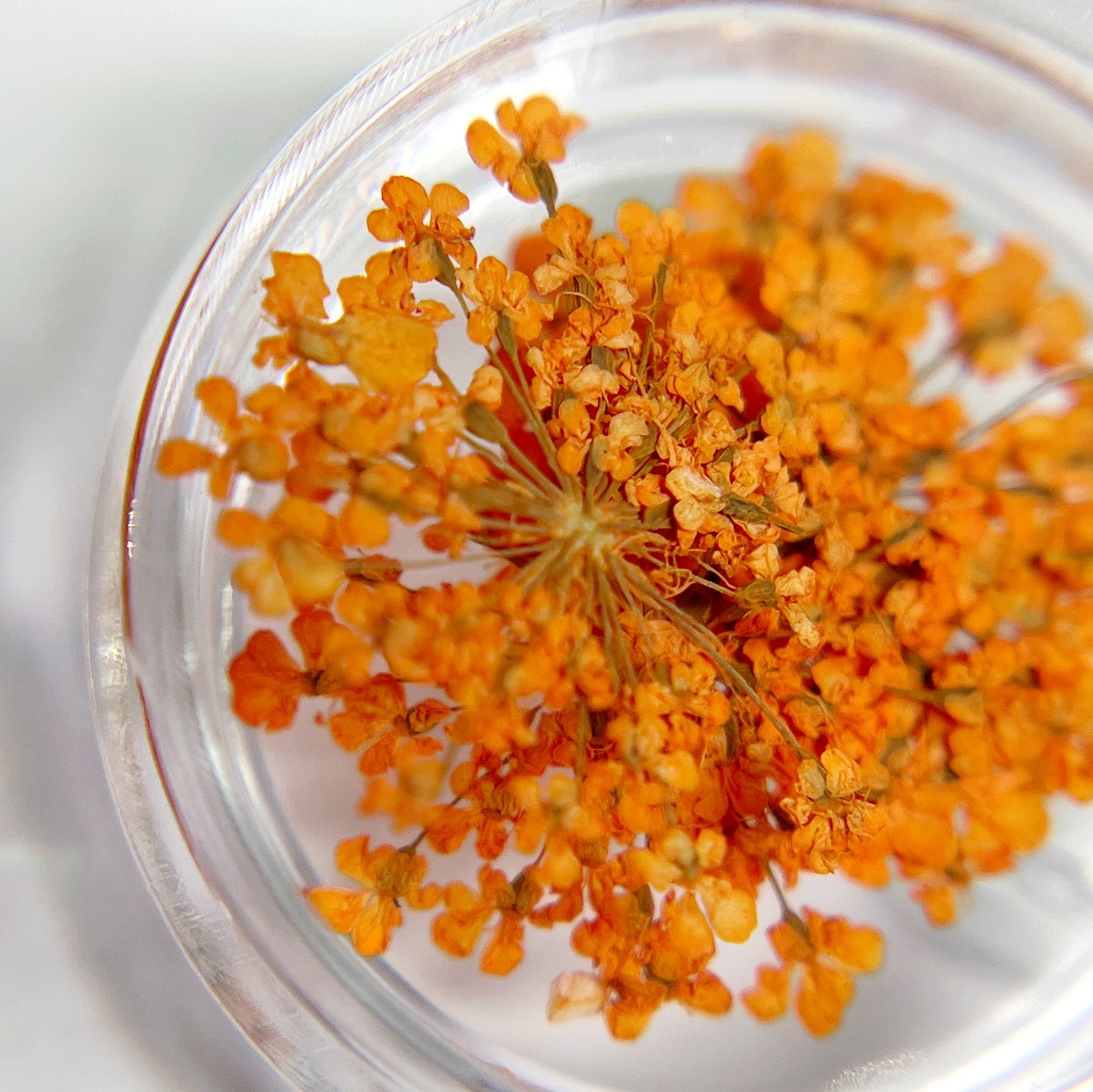 Close-up of orange flowers in a clear container on a light background