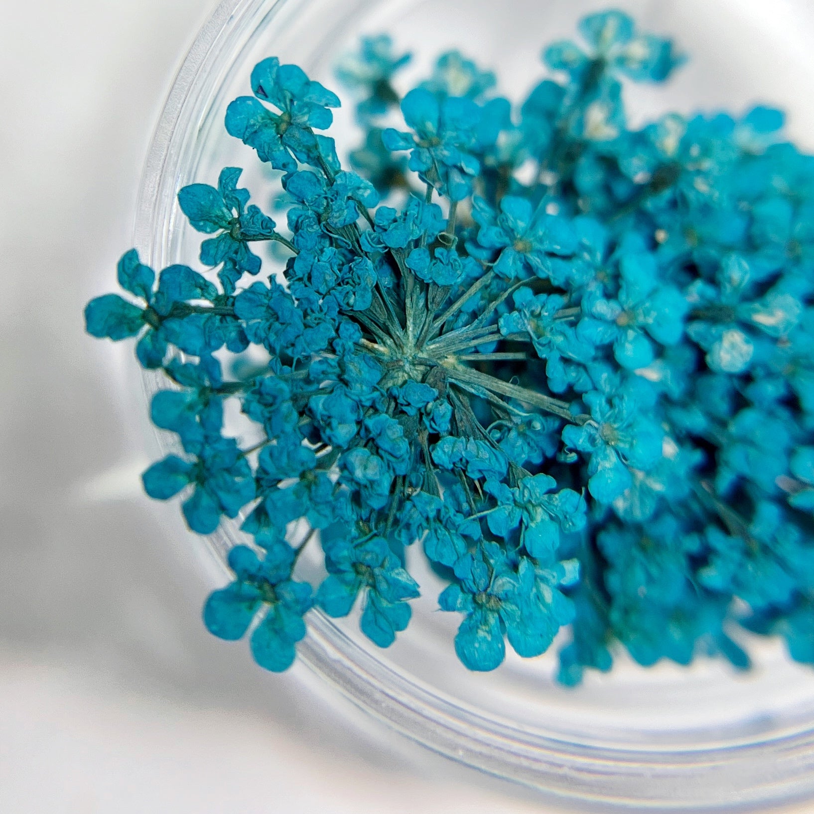 Close-up of blue flowers in a clear container on a white background