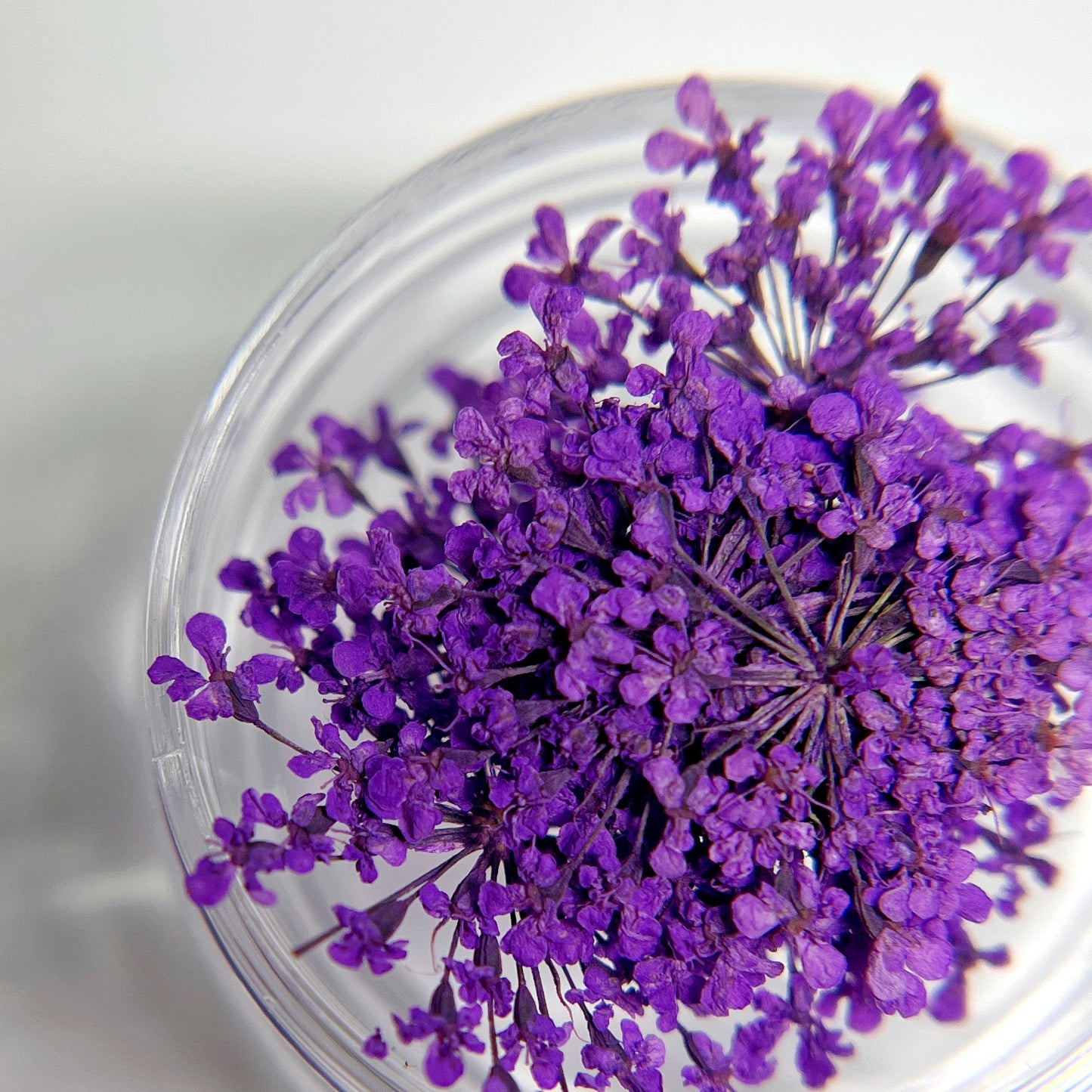 Close-up of purple flowers in a clear container on a light background