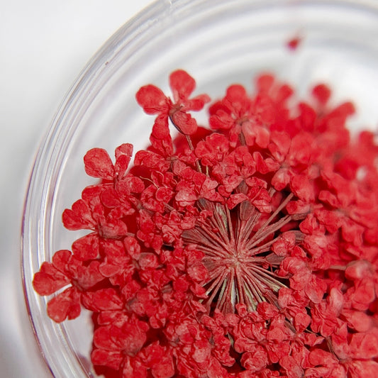 Close-up of red flowers on a white background