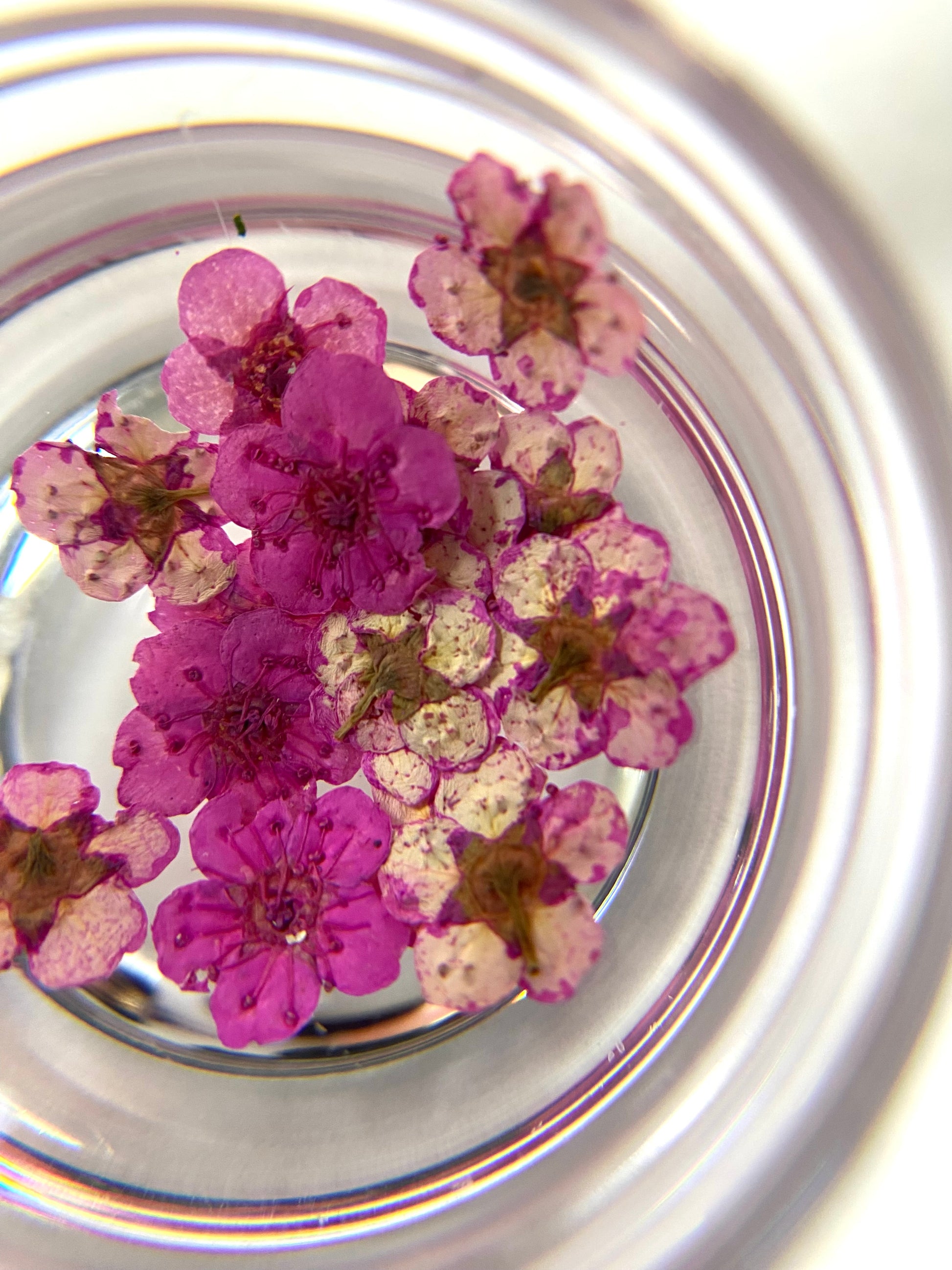 Pink flowers inside a clear container with a reflective surface.