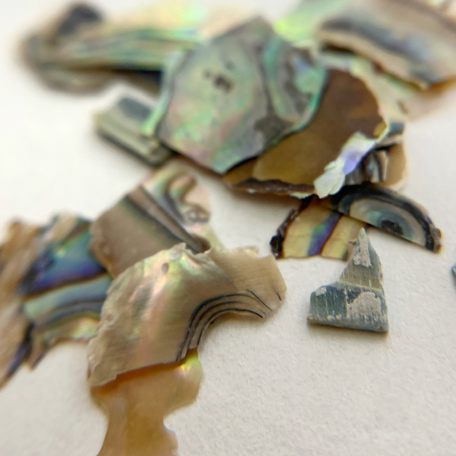 Close up image of natural shell flakes on light surface