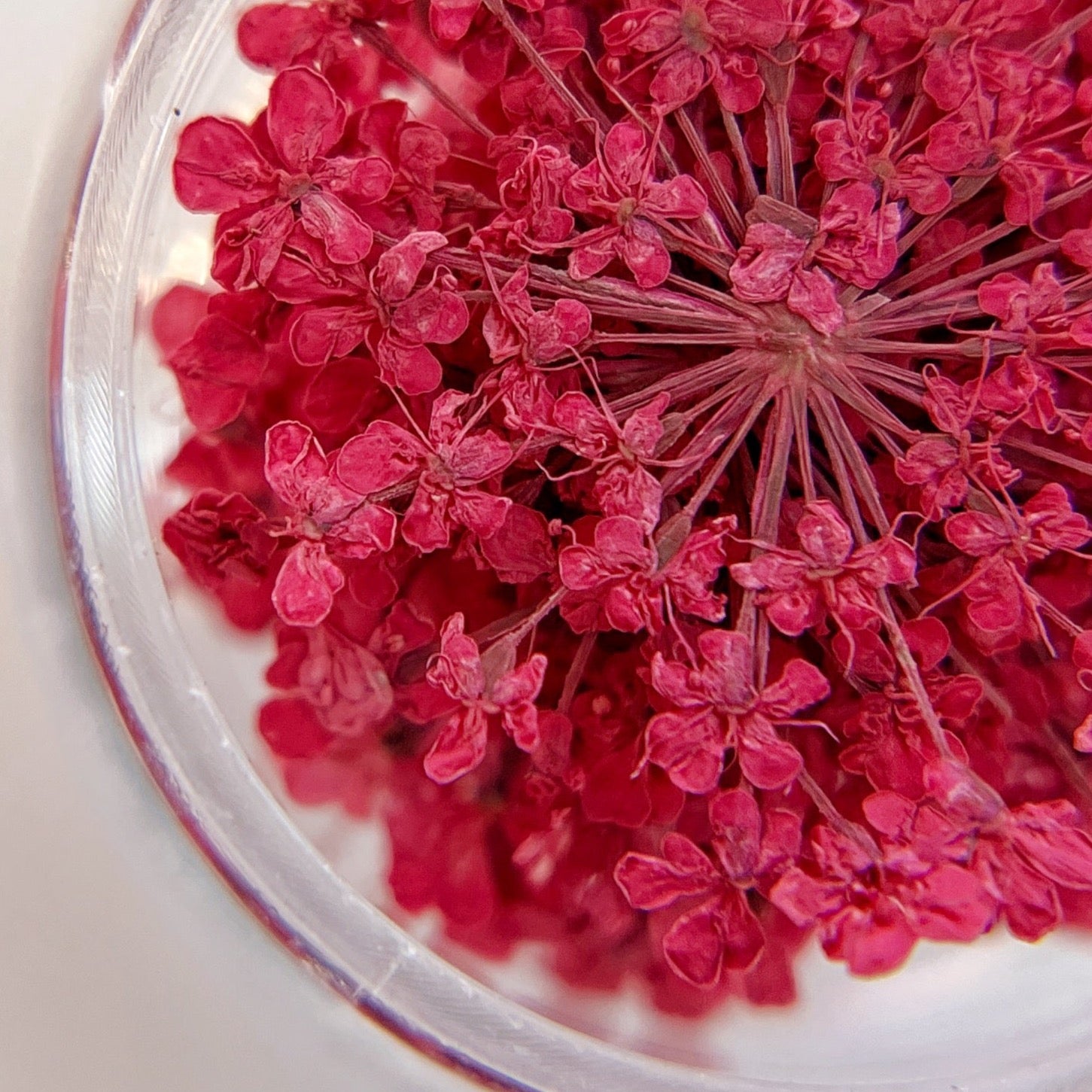 Close-up of dark pink flowers on white background