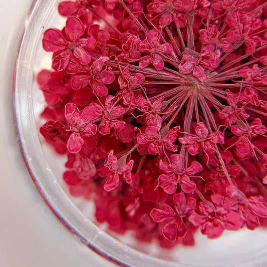 Close-up of dark pink flowers on white background