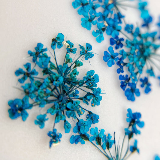 Pressed flower clusters scattered on white background. 