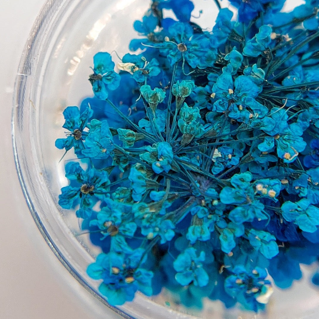 Detail view of blue pressed flower clusters in clear jar on white background. 