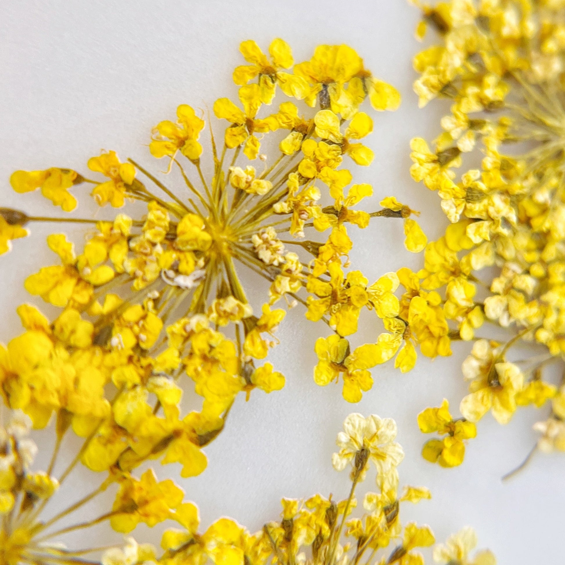 Pressed yellow flower clusters scattered on white background. 