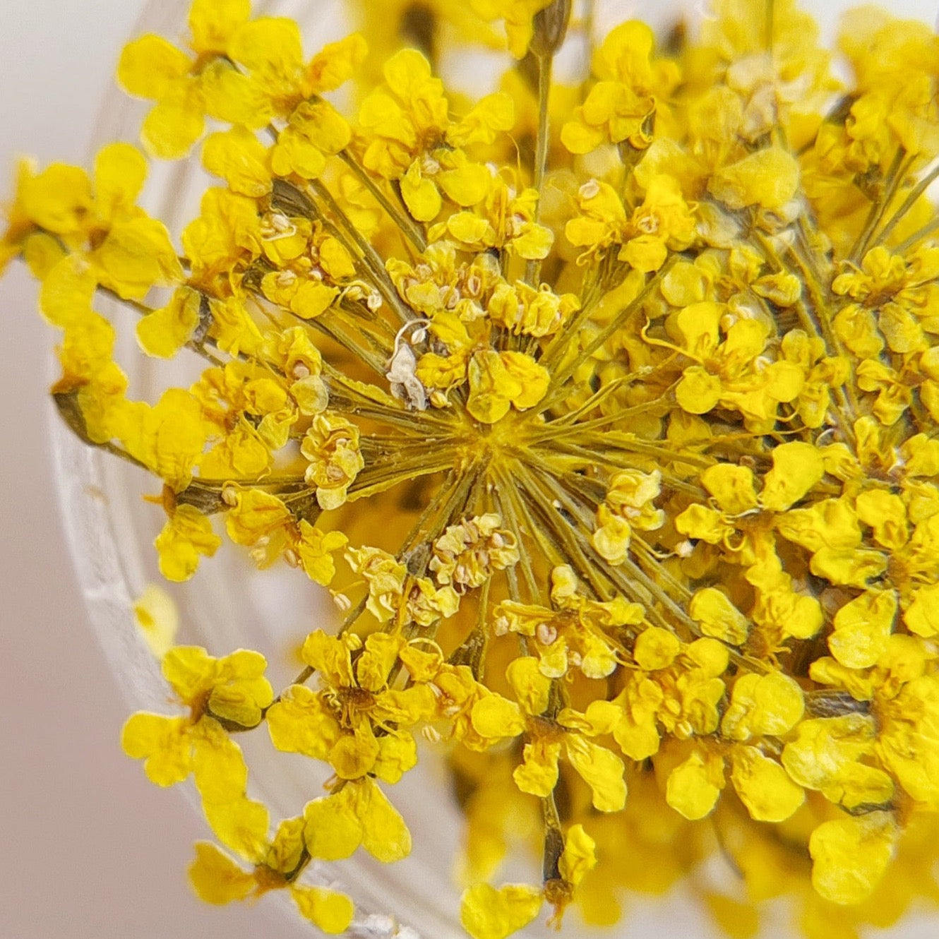 Detail view of yellow pressed flower clusters in clear jar on white background. 